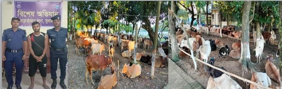 দোয়ারাবাজারে পুলিশের অভিযানে ভারতীয় ৭১ টি গরুসহ চোরাকারবারি আটক