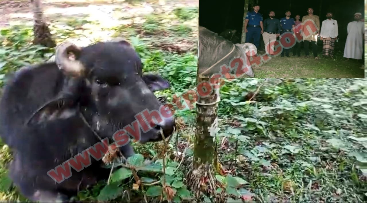 জৈন্তাপুর প্রশাসন কতৃক আটক পশু নিলামে বিক্রি