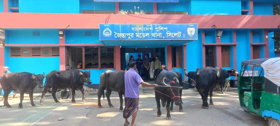 জৈন্তাপুরে পুলিশের অভিযানে ৬টি ভারতীয় মহিষ আটক