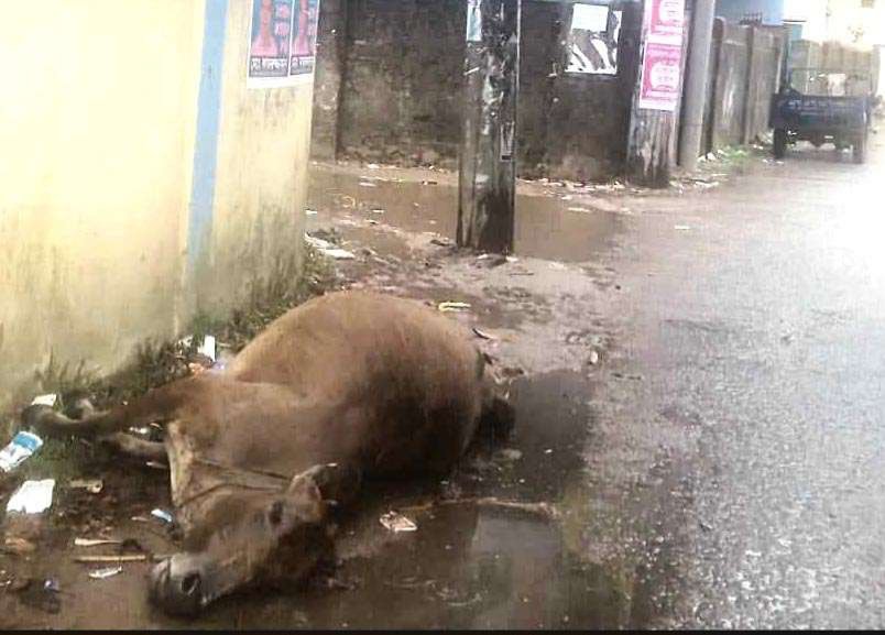 সুনামগঞ্জের বনানীপাড়ায় পিডিবির খুটিতে বিদ্যুৎস্পৃষ্ট হয়ে এক গাভীর মৃত্যু