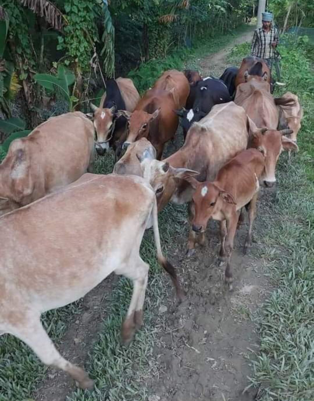 জৈন্তাপুরে প্রবাসীর বাড়ী থেকে একরাতে ১৪টি গরু চুরি