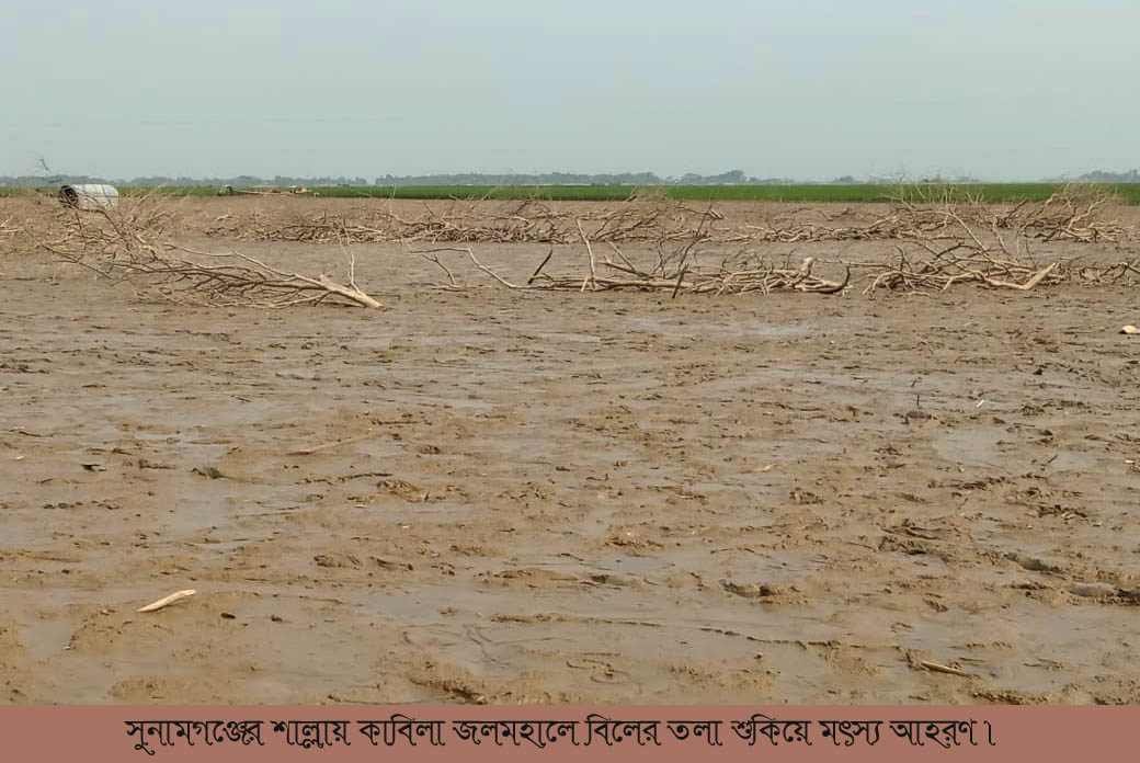 শাল্লার কাবিলা বিলের তলা শুকিয়ে মাছ ধরছে ইজারাদারগণ,পানি সেচ নিয়ে শংঙ্কা কৃষক সমাজ