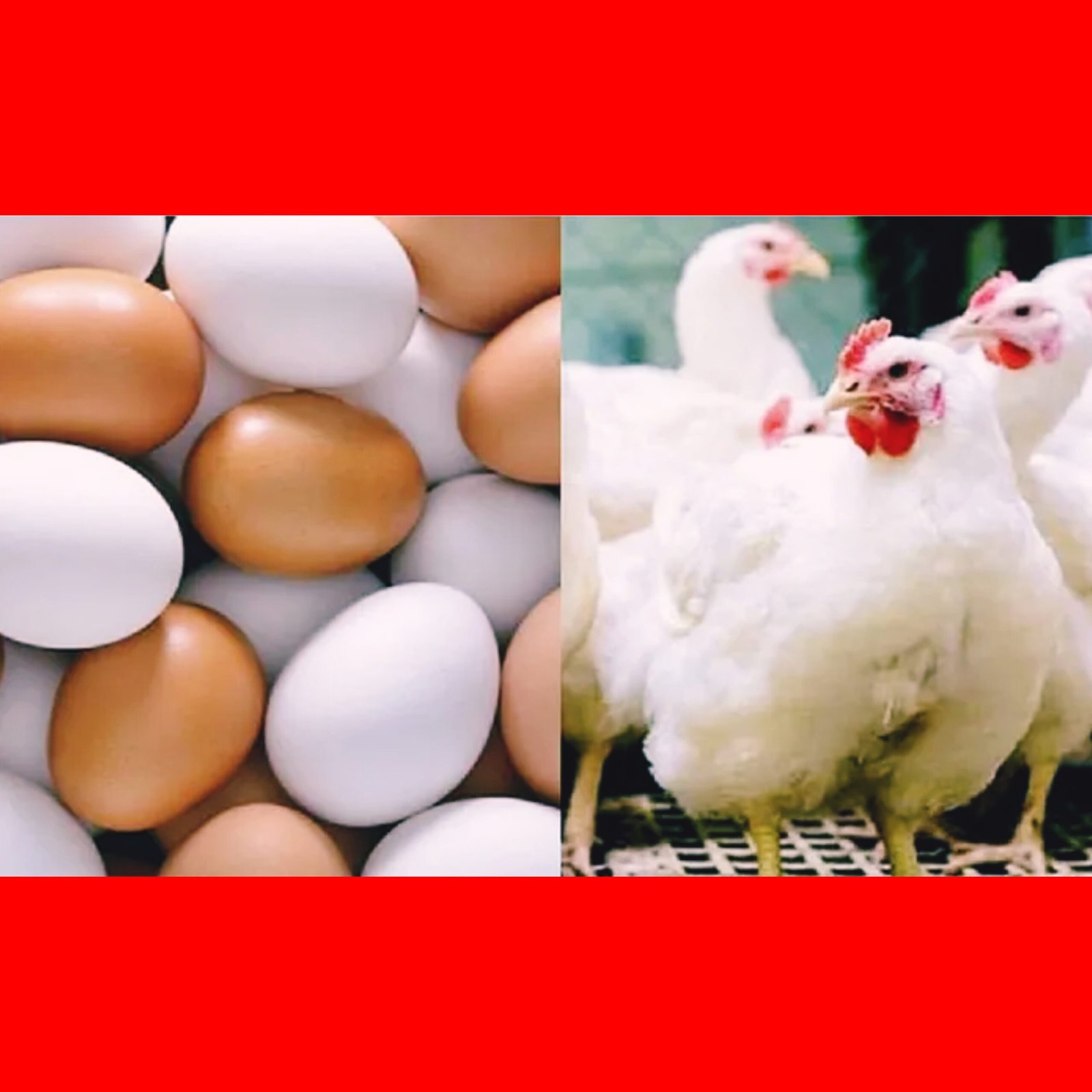 ডিম, সোনালি ও ব্রয়লার মুরগির দাম নির্ধারণ করে দিয়েছে সরকার