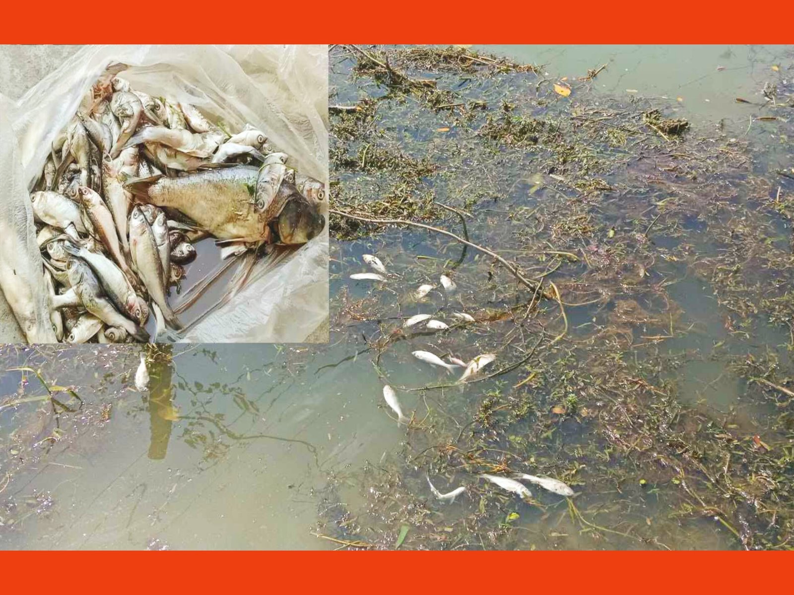 পুকুরে ভাসছে বিভিন্ন প্রজাতির মৃত মাছ