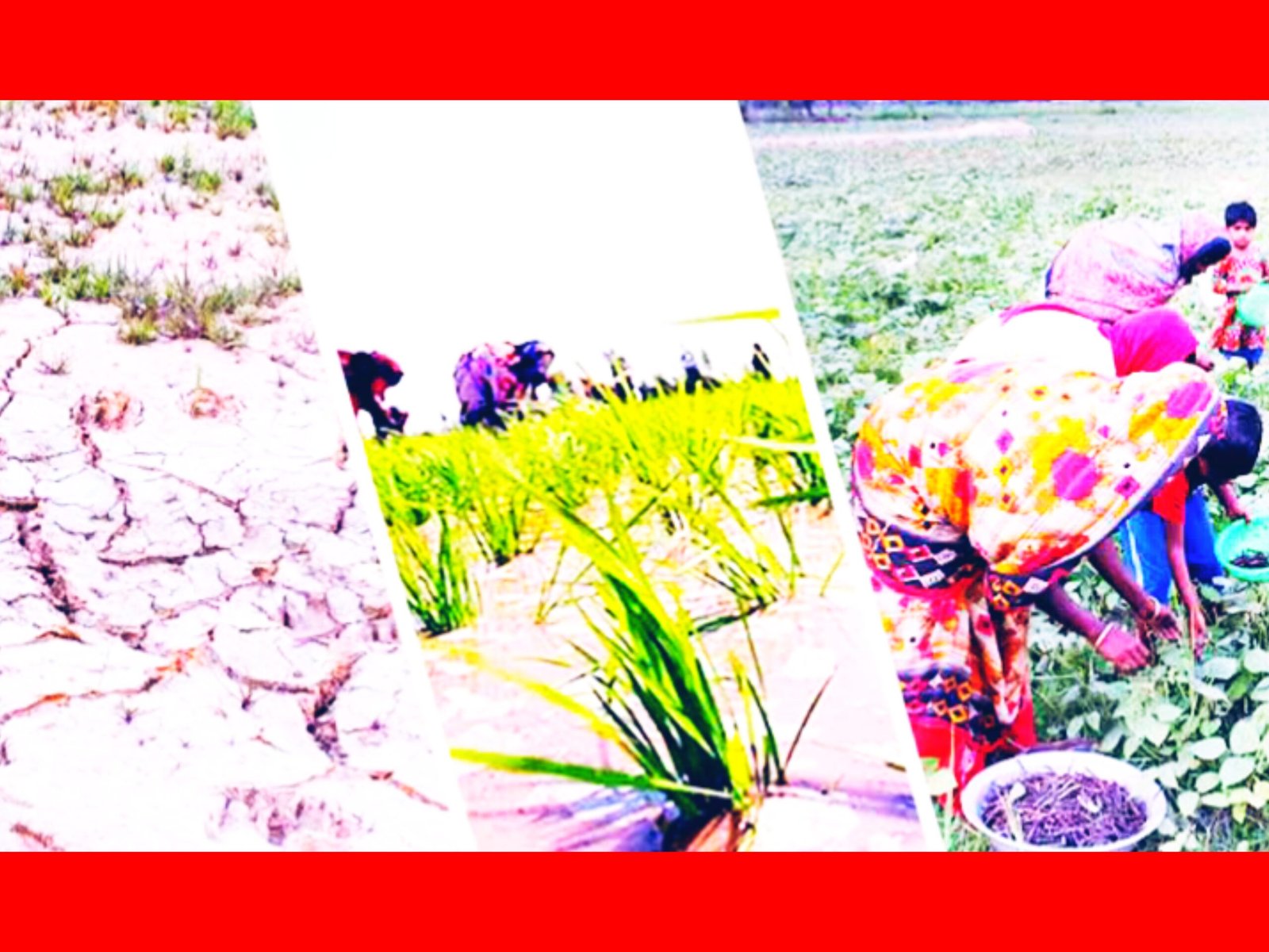 কৃষিতে জলবায়ুঝুঁকি হ্রাসে গৃহীত উদ্যোগ বাস্তবায়নে করণীয়