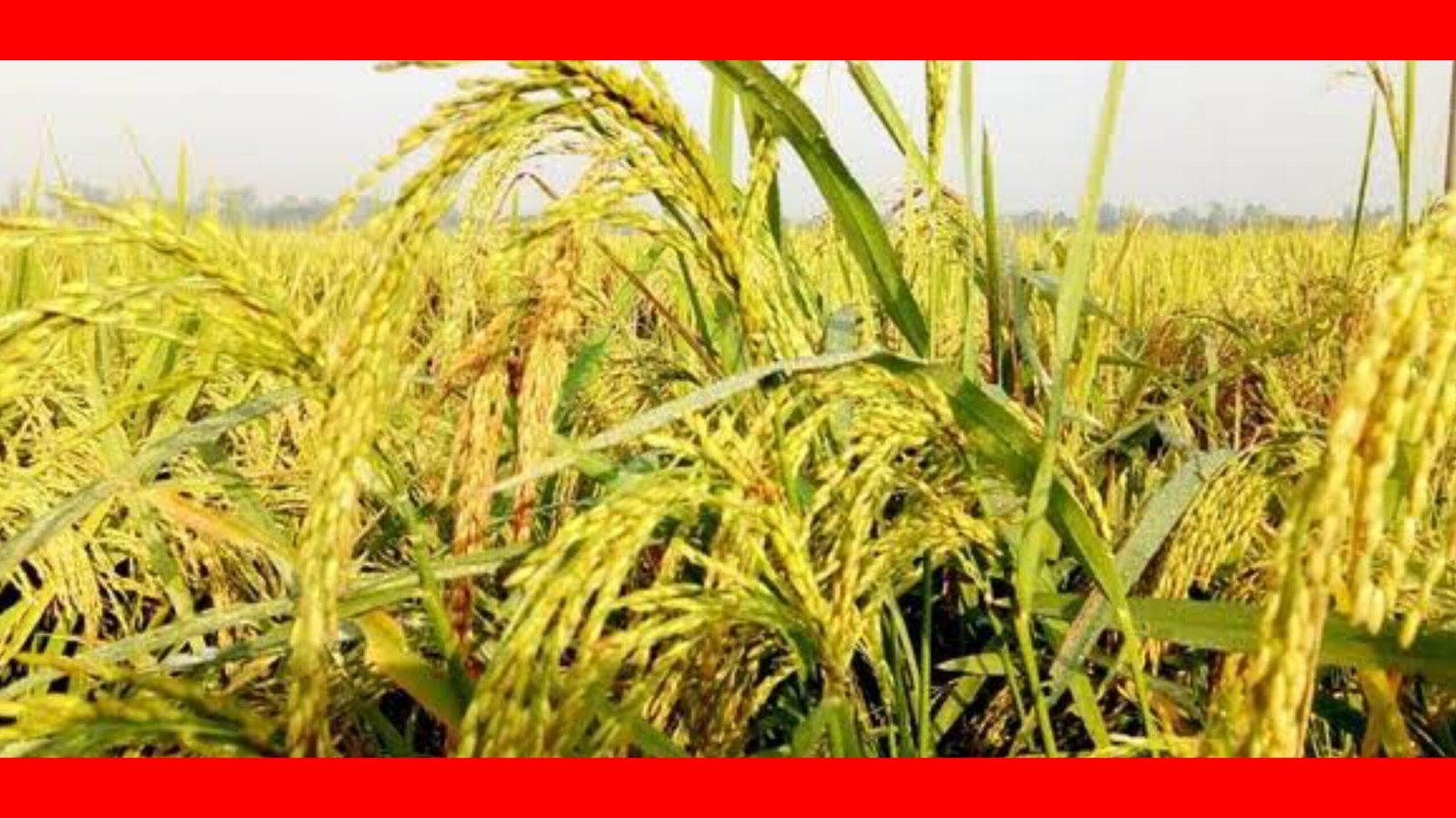 আমন ধানের উৎপাদন বৃদ্ধিতে করণীয়