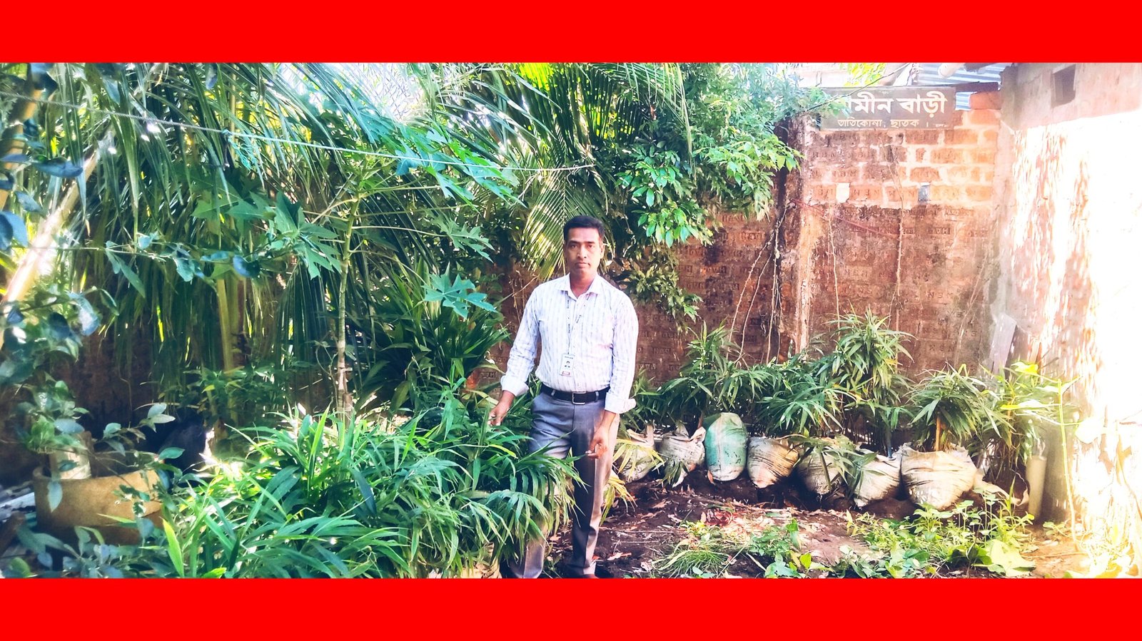 বাড়ির আঙ্গিনায় আদা চাষ করে সফল সাংবাদিক সাকির আমিন