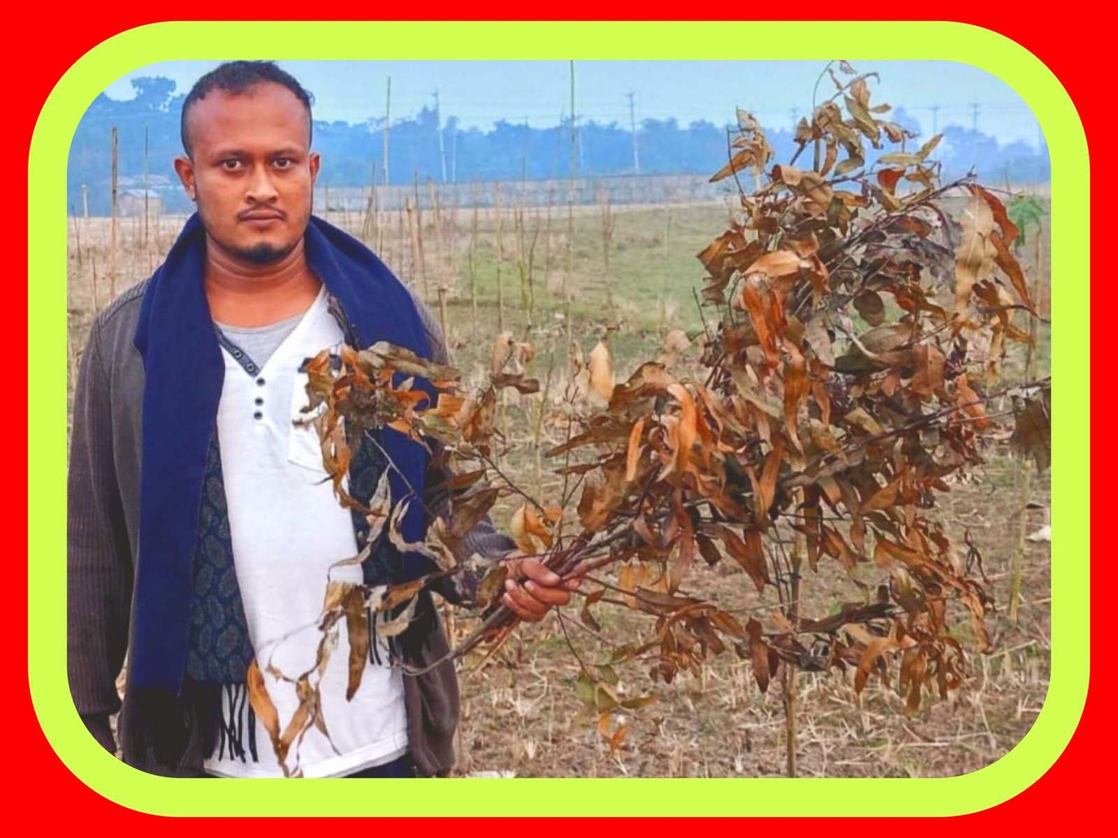 নবীগঞ্জ কুর্শিতে ১২’শ গাছের চারা কেটে দিয়েছে দুর্বৃত্তরা, থানায় অভিযোগ