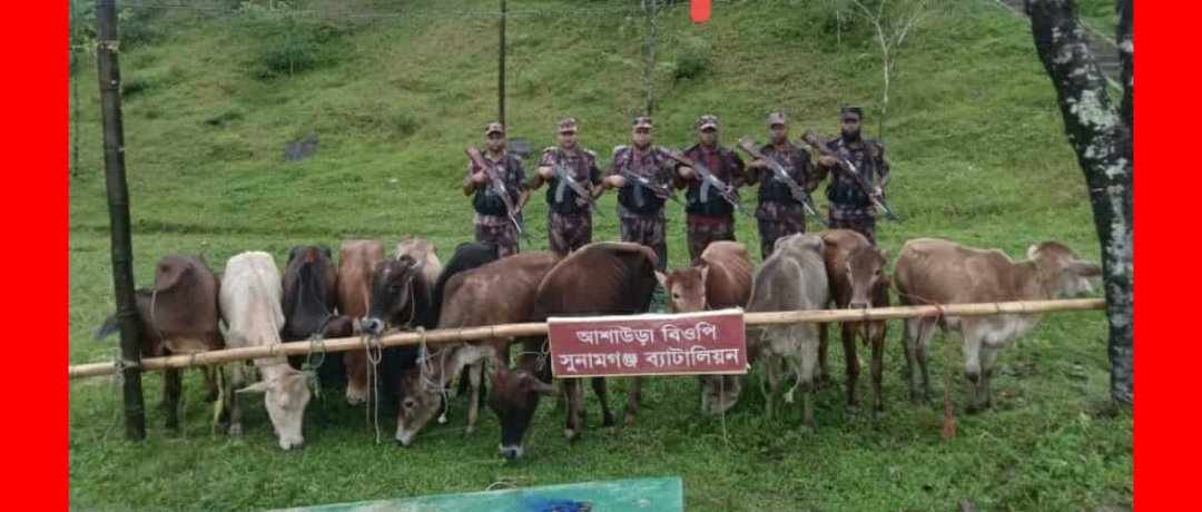সুনামগঞ্জে বিজিবি”র অভিযানে ৬ লাখ টাকা মূল্যের ১২টি ভারতীয় গরু আটক
