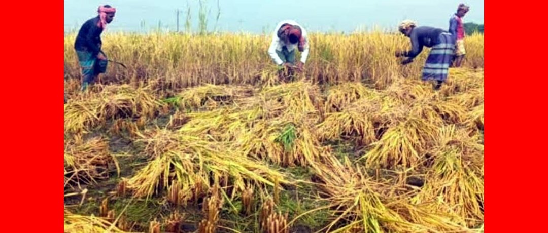 ওসমানীনগরে আমন ধানের বাম্পার ফলন, কৃষকদের মুখে আনন্দের হাসি