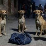 ভারতে রাস্তায় ফেলে যাওয়া এক নবজাতককে সারারাত ধরে পাহারা দিয়েছে একদল কুকুর