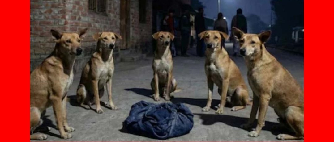 ভারতে রাস্তায় ফেলে যাওয়া এক নবজাতককে সারারাত ধরে পাহারা দিয়েছে একদল কুকুর