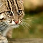 মেছো বিড়াল সংরক্ষণে অন্তর্বর্তীকালীন সরকারের উদ্যোগ