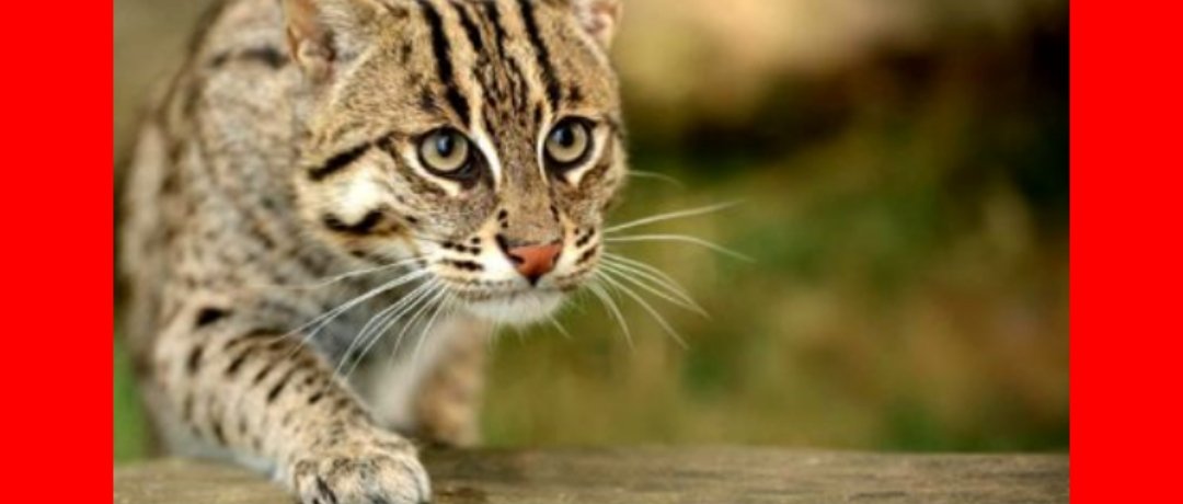 মেছো বিড়াল সংরক্ষণে অন্তর্বর্তীকালীন সরকারের উদ্যোগ