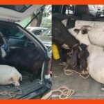 ওসমানীনগরের ৩টি ছাগলসহ একটি প্রাইভেটকার আটক, চালক-আরোহী পলাতক