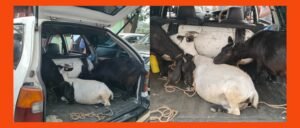 ওসমানীনগরের ৩টি ছাগলসহ একটি প্রাইভেটকার আটক, চালক-আরোহী পলাতক