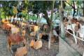 দোয়ারাবাজারে পুলিশের অভিযানে ভারতীয় ৭১ টি গরুসহ চোরাকারবারি আটক